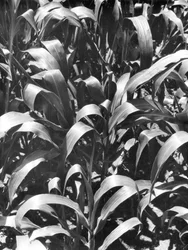 Maispflanzen, Mexiko, ca. 1929